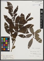 Foto von Salix appendiculata Vill.